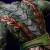 x_is33646_p.jpg