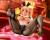 x_mdcs57057_g.jpg
