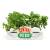 HMB - FRIENDS - Central Perk - Table Top Vase