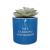 HMB - HARRY POTTER - Ravenclaw - Faux Plant Pot 6.5cm