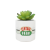 HMB - FRIENDS - Central Perk - Faux Plant Pot 6.5cm