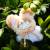 DUMIA - Pocket Pet Adorables Series Keychain BLIND BAG - 10cm