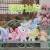 DUMIA - Fairyland Grove Plush BLIND BOX - 17cm