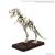 Bandai Model Kit - PLANNOSAURUS - Tyrannosaurus 1915 - Model Kit